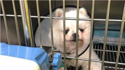 单日急跌近百点，A股震荡何时休？资金抄底创业板人工智能，低位食饮、港股AI韧性凸显