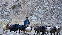 买“老登股”还是“小登股”，半夏投资李蓓发文参与科技热潮，林园却称买完就后悔