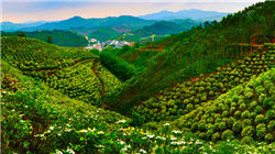 长高电新（002452）2025年中报简析：增收不增利，公司应收账款体量较大