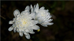 植田和男“鹰声”难改颓势 日元空头大军仍死守阵地