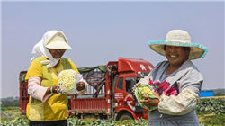 豪赌AI反噬？甲骨文(ORCL.US)Q2云收入略逊预期 天量订单难掩投资者忧虑 盘后闪崩逾10%